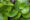 Researchers Discover Genetic Mutation Behind Wild Ginger's Rotting Odour