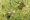 Scientists Sequence Genome of Corroboree Frog to Aid Conservation